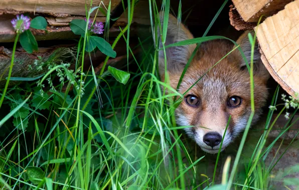 Picture grass, look, Fox, log, face, Peeps, Fox