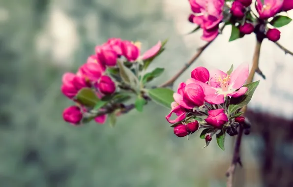 Picture nature, spring, blossoms