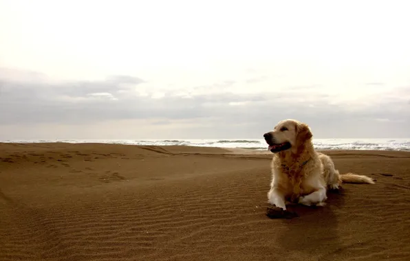 Sand, beach, the sky, dog, horizon, dog