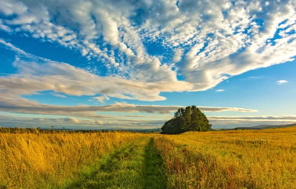 Field, the sky, grass, clouds, trees, Scotland, track, Sunny