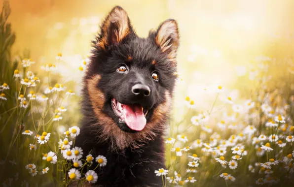 Picture language, face, flowers, chamomile, dog, puppy, bokeh