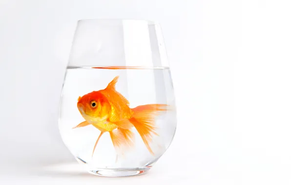 White, water, glass, background, fish, gold