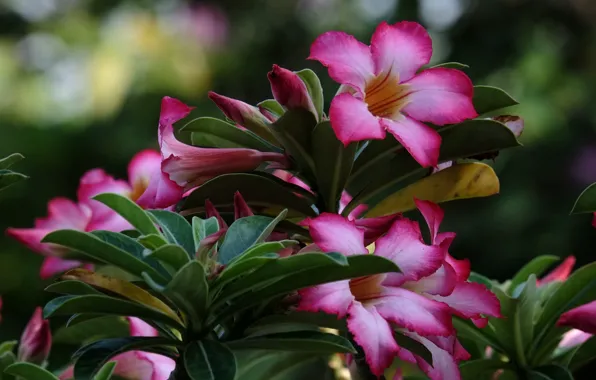 Picture flowers, flowering, adenium, desert rose