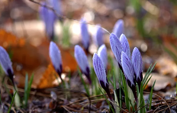 Drops, flowers, branches, glade, spring, crocuses, buds, lilac