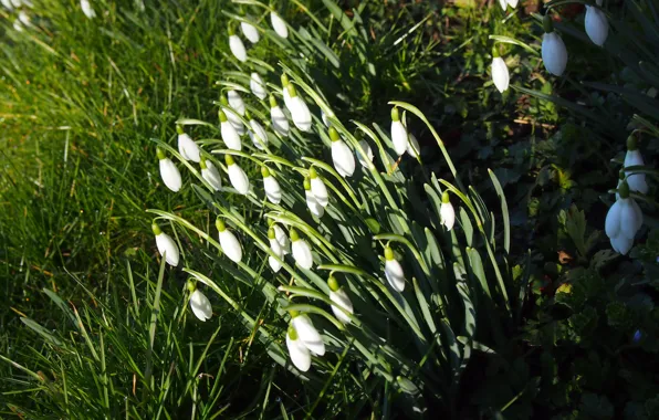Picture greens, grass, light, flowers, nature, glade, spring, snowdrops