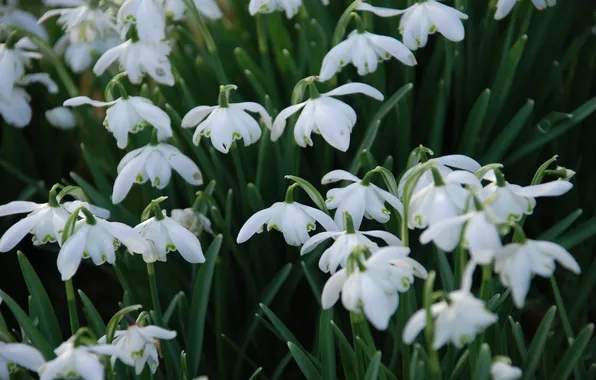 Leaves, flowers, spring, snowdrops, white, blur, a lot