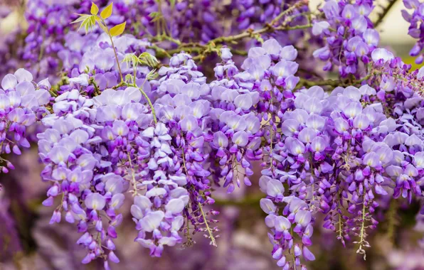 Flowers, branches, nature, background, color, beauty, spring, petals