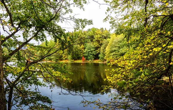 Greens, trees, branches, pond, Park, foliage, Ukraine, Ukraine