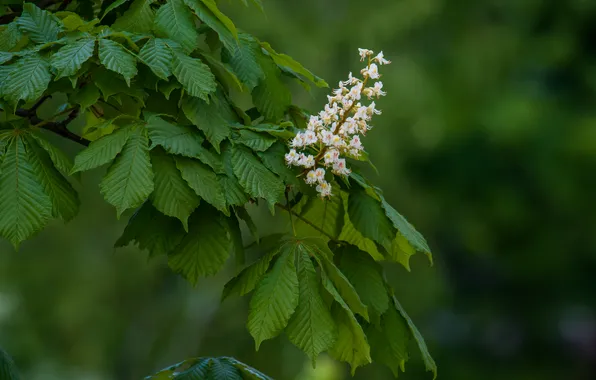 Nature, spring, may, blooms, chestnut
