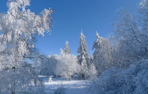 Picture winter, frost, the sky, snow, trees