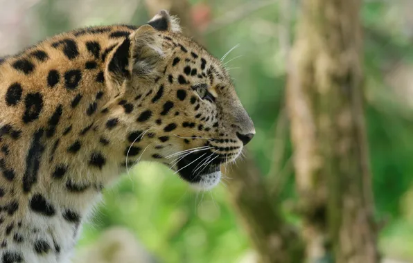 Picture face, predator, profile, wild cat, the Amur leopard