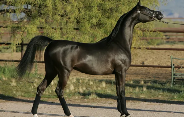 Horse, stallion, Arabian horse