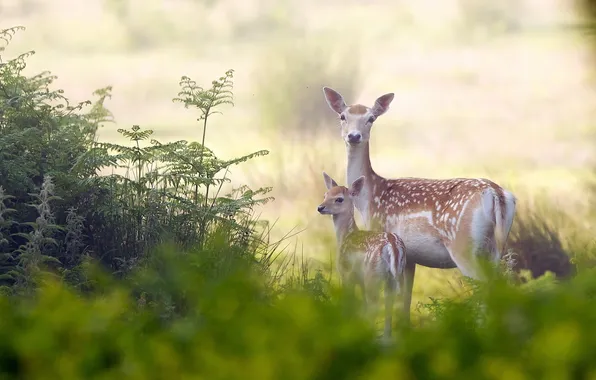 Summer, nature, deer