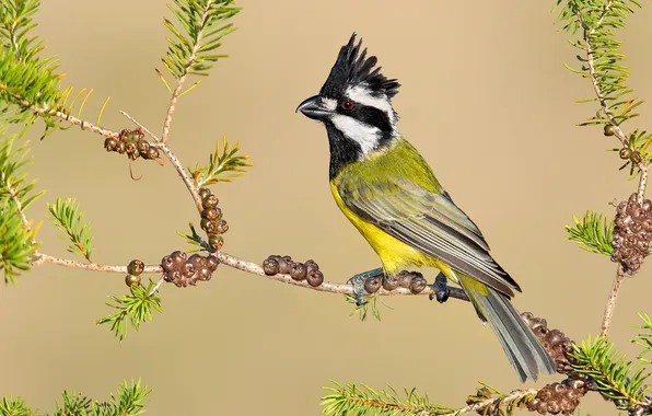 Picture bird, branch, tit, crest