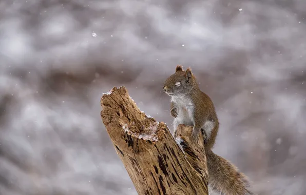Snow, protein, snag, rodent, squirrel, quiet hours, pet