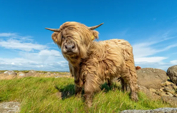 Field, grass, look, face, pose, stones, wool, bull