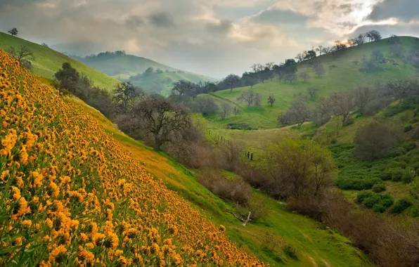 Picture flowers, mountains, slope