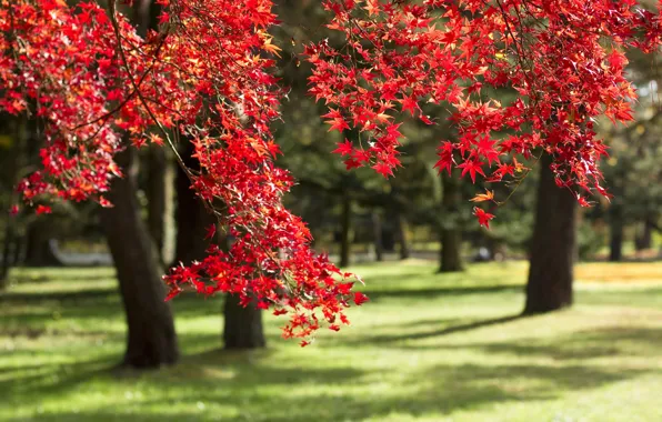 Autumn, trees, branches, Park, Japan, maple