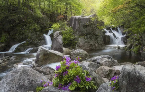 Forest, landscape, flowers, nature, stream, stones, waterfall, Korea