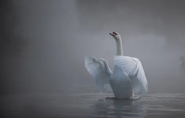 Water, fog, bird, wings, Swan, neck