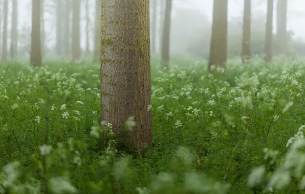 Forest, grass, trees