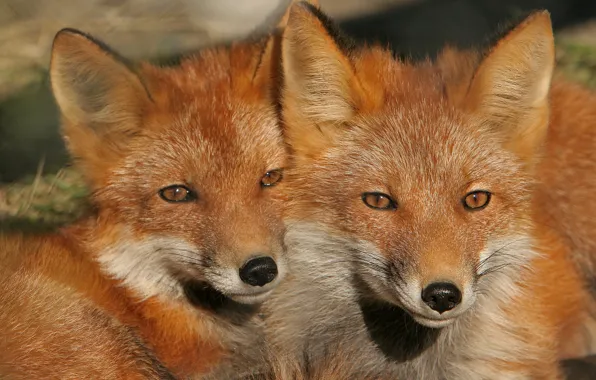 Picture Fox, red, a couple, muzzle, cubs