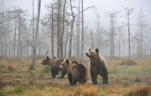 Forest, grass, look, trees, pose, fog, morning, bear