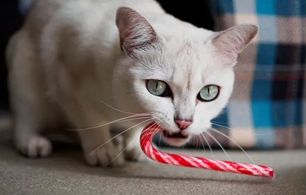 Cat, white, cat, look, pose, Christmas, cane, New year