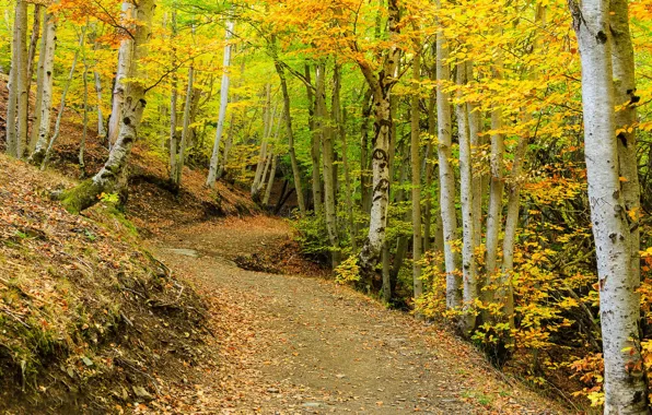 Picture road, autumn, forest