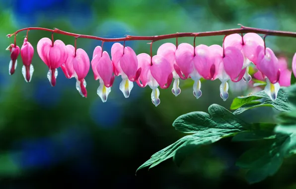 Leaves, flowers, green, background, Bush, garden, pink, broken heart