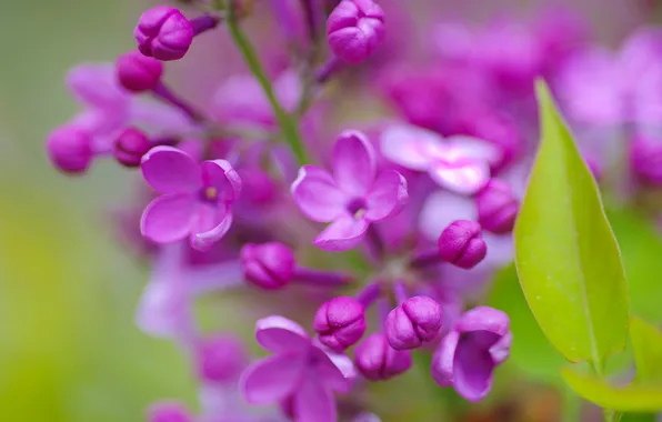 Macro, leaf, flowers, lilac