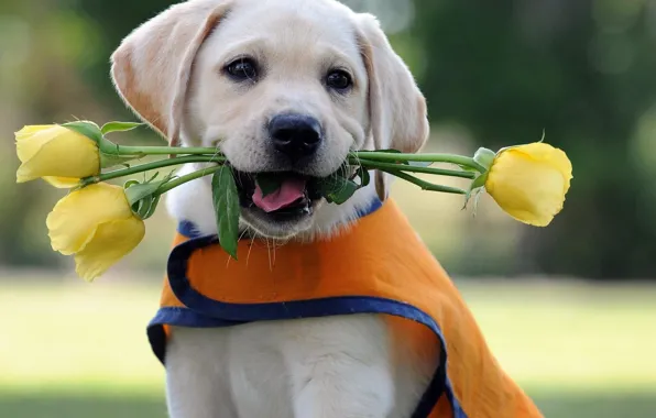 Flowers, roses, dog, puppy, Labrador, Retriever