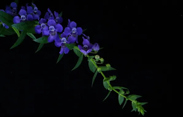 Picture leaves, background, plant, branch, petals