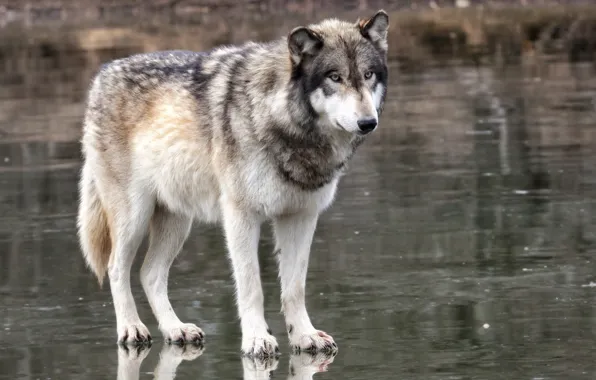 Look, wolf, predator