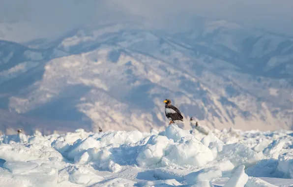 Winter, light, snow, mountains, bird, tops, ice, glacier