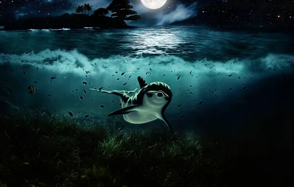 Water, Night, Look, The moon, Dolphin, Art, Underwater world, Algae