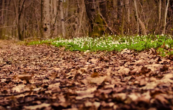 BACKGROUND, FOREST, GRASS, FOCUS, FLOWERS, TREES, BRANCHES, AUTUMN