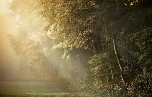 Field, forest, grass, light, nature