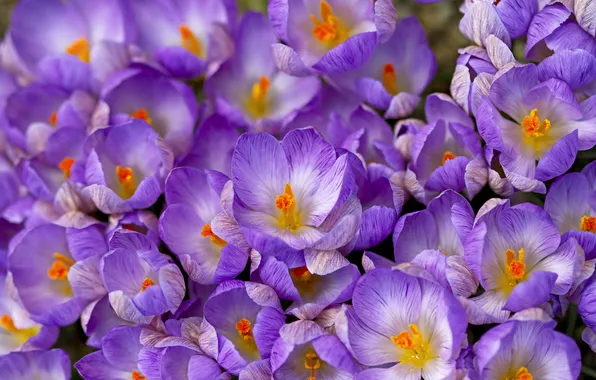 Purple, macro, spring, crocuses