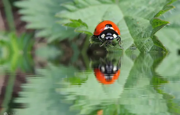 Picture water, nature, ladybug