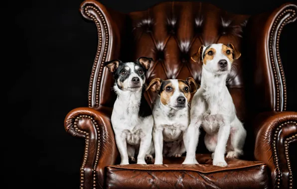 Dogs, portrait, chair, trio, black background, Trinity, Jack Russell Terrier