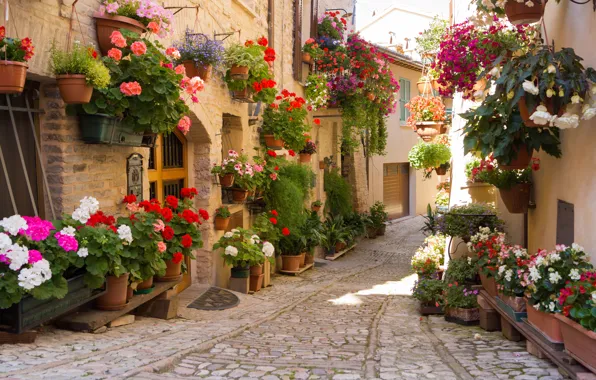 Picture flowers, the city, Greece