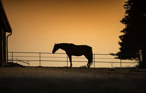 Picture nature, horse, the evening