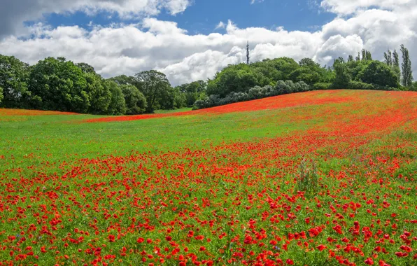 Greens, summer, the sky, grass, the sun, clouds, trees, flowers