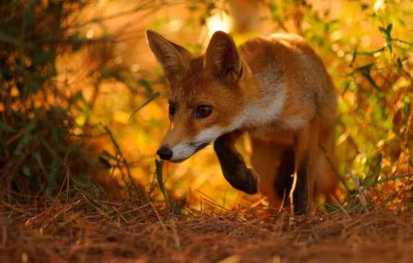 Look, nature, Fox, red, face