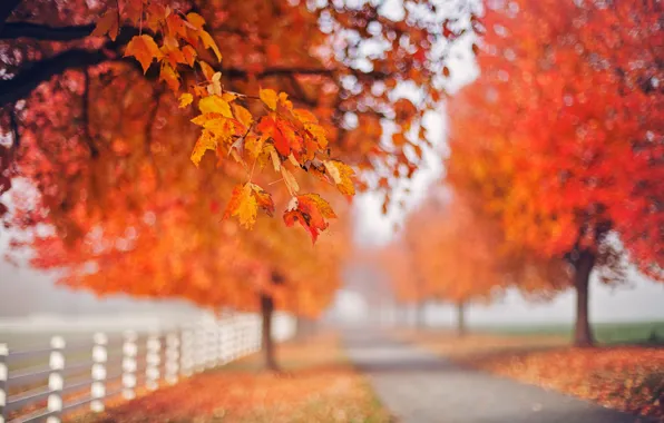 Autumn, leaves, nature