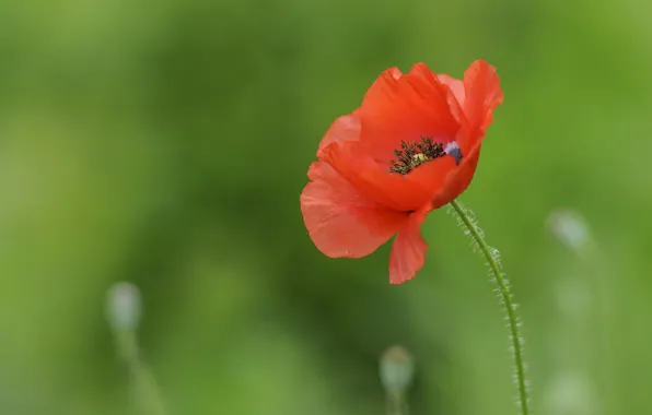 Picture nature, Mac, petals, stem