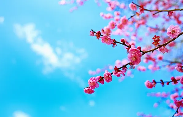 Picture the sky, tree, branch, spring, Sakura, flowering