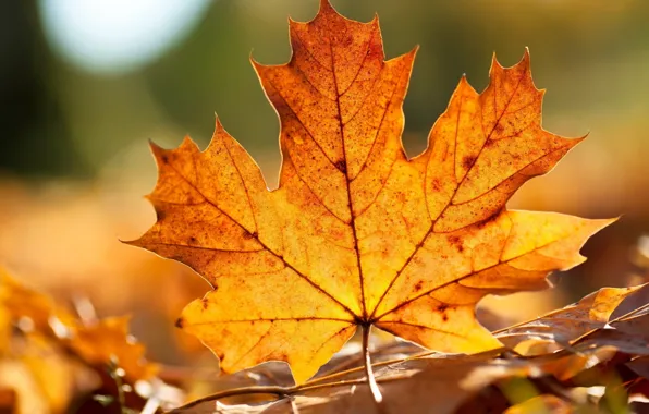 Autumn, sheet, maple