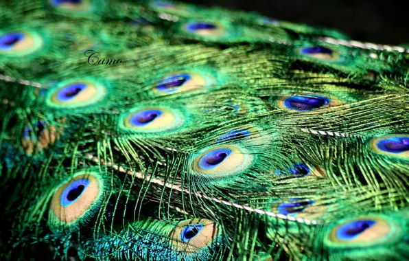 Picture feathers, peacock, the tail fan